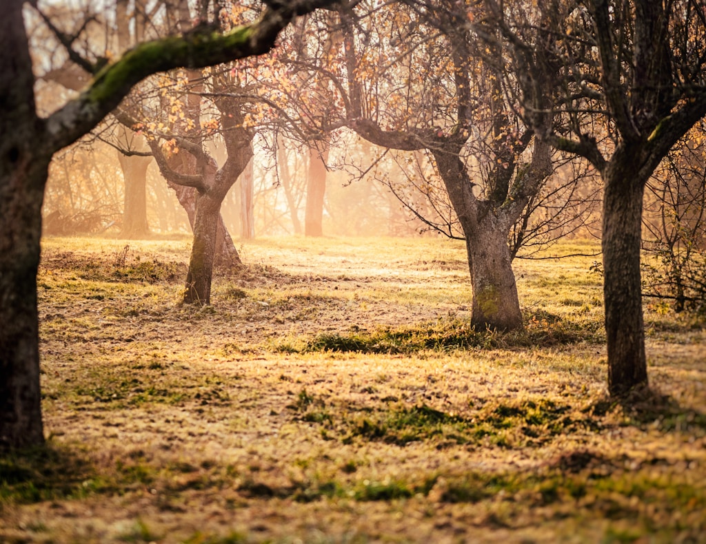 Stop Eviction of Prusch Farm Park &amp; Investigate SJ Parks Dept | MoveOn